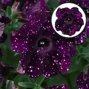 Bild von Petunia P12 Midnight sky